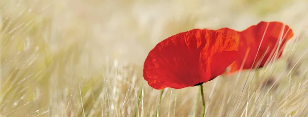 Close Beautiful Red Poppy Blooming Cereal Field Panoramic View — Φωτογραφία Αρχείου