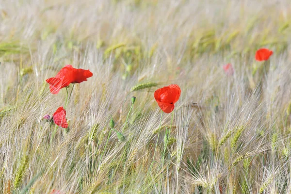 Tahıl Tarlasında Açan Güzel Kırmızı Gelincik — Stok fotoğraf