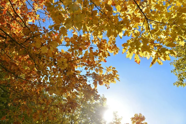 Beautiful Colorful Foliage Various Trees Sunny Light Blue Sky — Stock Photo, Image