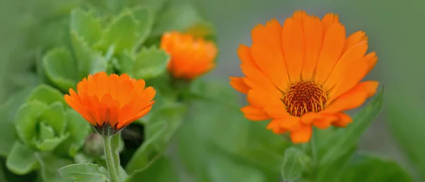 Nahaufnahme Auf Wunderschönen Orangefarbenen Blüten Der Ringelblume Die Vor Grünem — Stockfoto