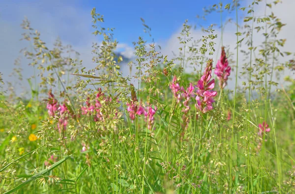 Flores Silvestres Rosadas Que Florecen Prado Alpino Sobre Fondo Nublado —  Fotos de Stock