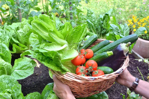 Homem Segurando Uma Cesta Cheia Legumes Sazonais Recém Colhidos Jardim — Fotografia de Stock