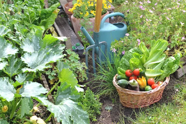 庭で採れたての旬の野菜を庭の道具で満載したバスケット — ストック写真