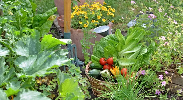 Basket Filled Freshly Picked Seasonal Vegetables Flowering Garden Gardening Tools — Fotografia de Stock