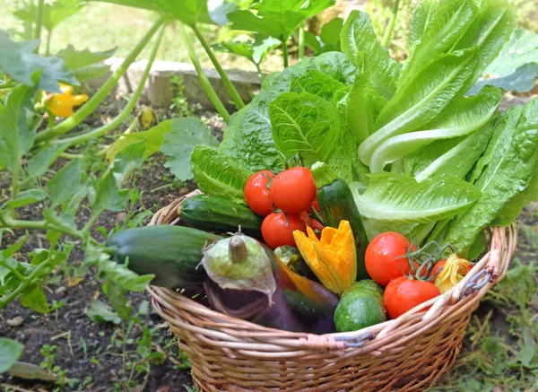 菜园里装满新鲜多彩的季节性蔬菜的篮子 — 图库照片