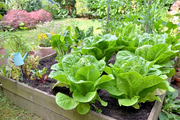 Dekat Selada Segar Tumbuh Pada Wadah Kayu Kebun Sayuran — Stok Foto