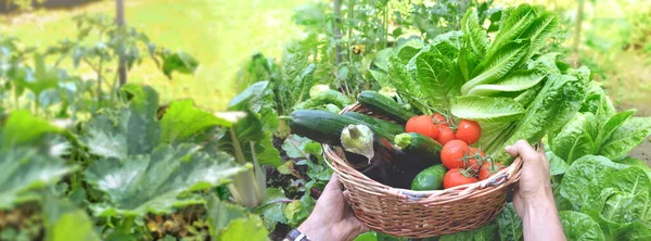 Man Met Een Mand Gevuld Met Vers Geplukte Seizoensgroenten Tuin — Stockfoto