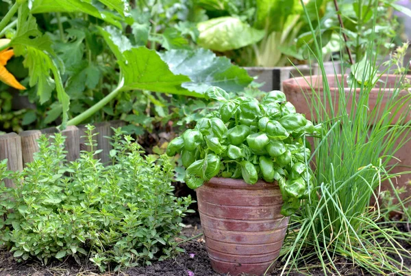 Saksıda Aromatik Bitki Fesleğen Tıraş Origano Ile Birlikte Bahçeye Konur — Stok fotoğraf
