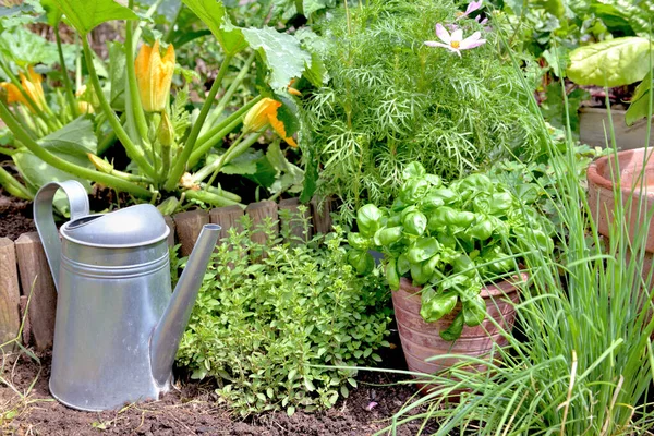 Saksıda Aromatik Bitki Fesleğen Bahçede Soğan Origano Var — Stok fotoğraf