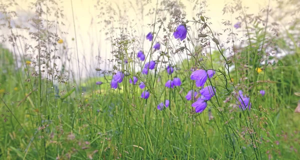 Close Bluebell Flores Silvestres Florescendo Prado Alpino — Fotografia de Stock