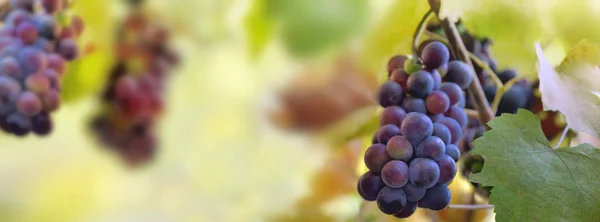 Vue Panoramique Sur Vigne Noire Poussant Dans Feuillage Vignoble — Photo