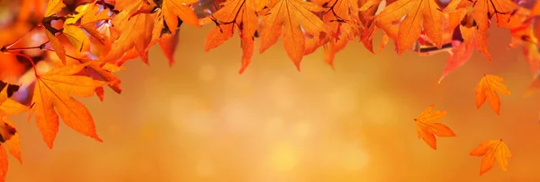 Orange Herbstlichen Hintergrund Mit Blatt Des Ahornbaums — Stockfoto