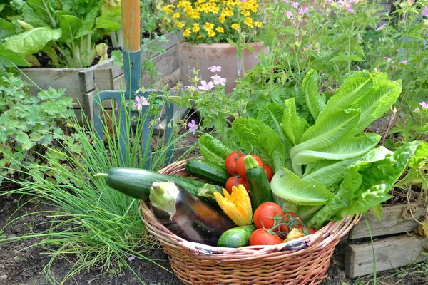 Mand Gevuld Met Vers Geplukte Seizoensgroenten Tuin Met Tuingereedschap — Stockfoto