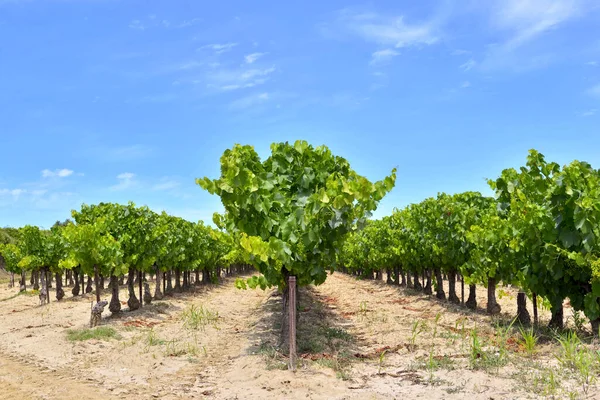 Field Grape Vine Summer Green Foliage Grape Growing Blue Sky — Stock Photo, Image