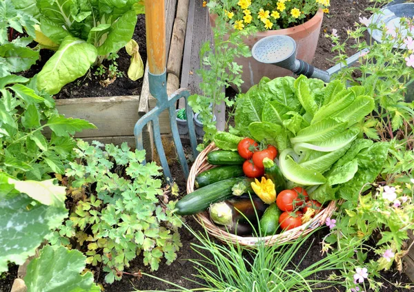 菜园里装满了新鲜采摘的带有园艺工具的季节性蔬菜 — 图库照片
