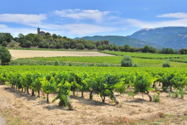 Vaucluse Fransa 'da yaz mevsiminde Mont Ventoux arka planında yetişen üzüm asmaları. 