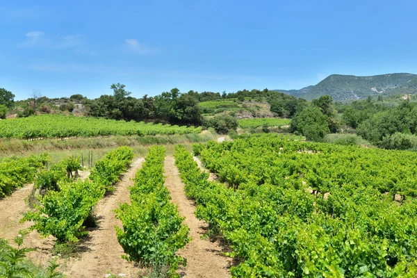 Fält Vinstockar Sommaren Växer Kullen Provencale France Blå Himmel — Stockfoto