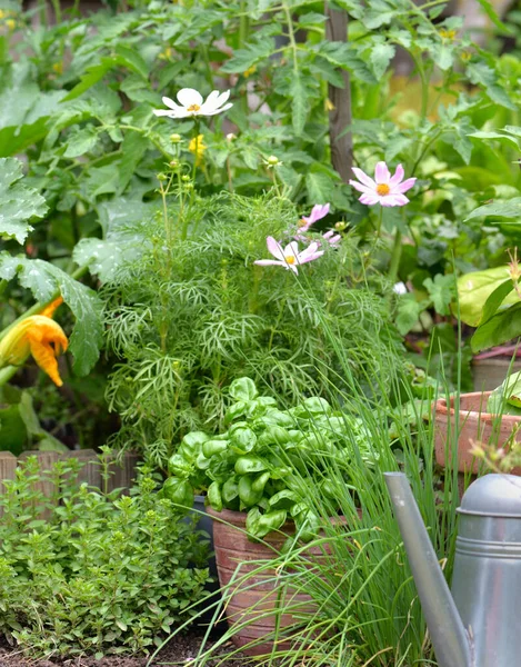 Sebze Bahçesinde Bidonuyla Yetişen Aromatik Bitki Fesleğen Saksısı — Stok fotoğraf