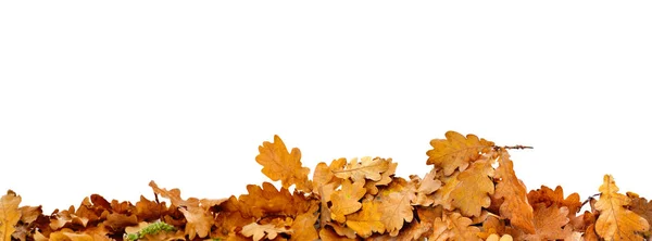 Heap Dried Oak Leaves Autumn Border White Background — Stock Photo, Image