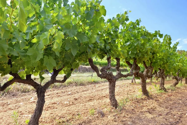 Поле Виноградной Лозы Летнее Время Зеленой Листвы Винограда Растет Франции — стоковое фото