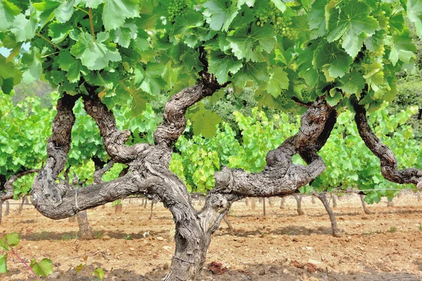 Gros Plan Sur Vigne Dans Une Viticulture Été — Photo