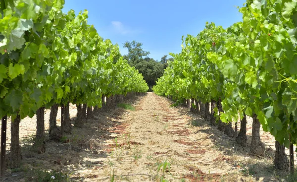 Field Grape Vine Summer Green Foliage Grape Growing Blue Sky — Stock Photo, Image