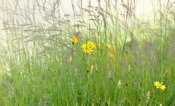 Grass Flowers Meadow Alpine Mountain — Stock Photo, Image