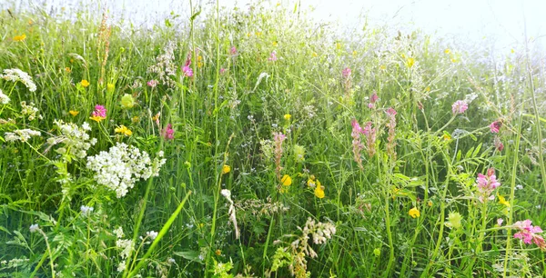 Grass Flowers Meadow Alpine Mountain — Stock Photo, Image