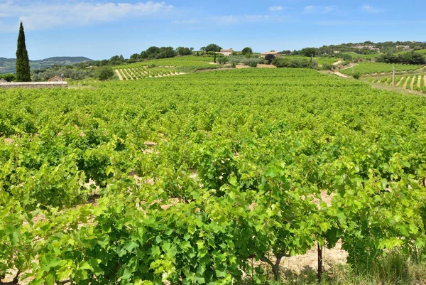 Поле Винограда Летом Растет Воклюзе Франции — стоковое фото