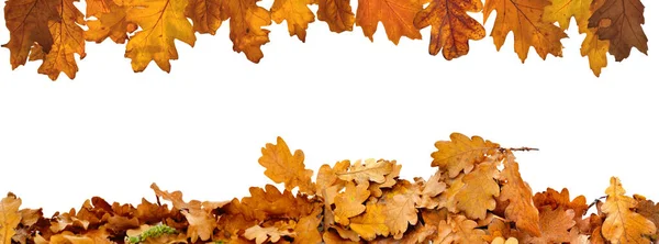 Hromada Sušených Dubových Listů Podzim Hranici Dole Bílém Pozadí — Stock fotografie