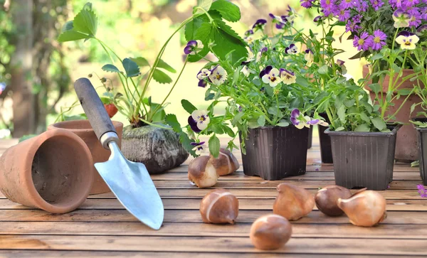 Lökar Blommor Ett Trädgårdsbord Framför Blommor Krukväxter Och Jordgubbar — Stockfoto