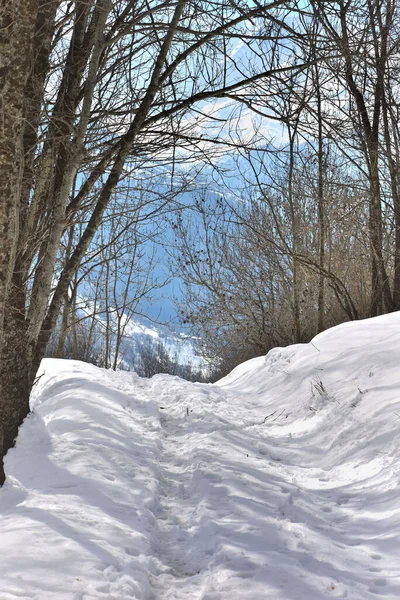 White Snowy Hiking Trail Crossing Forest Alpine Mountain — Stock Photo, Image