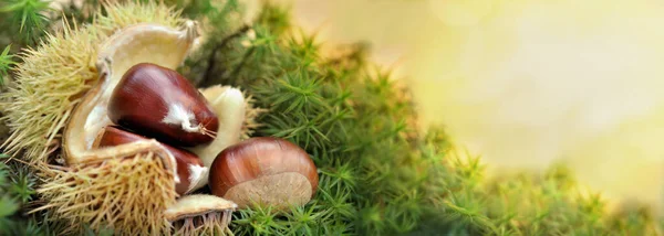 阳光背景下的苔藓壳中新鲜的栗子 — 图库照片