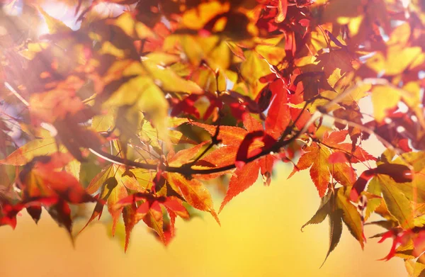 Κοντά Κόκκινα Φύλλα Ιαπωνικού Σφενδάμου Φθινόπωρο — Φωτογραφία Αρχείου