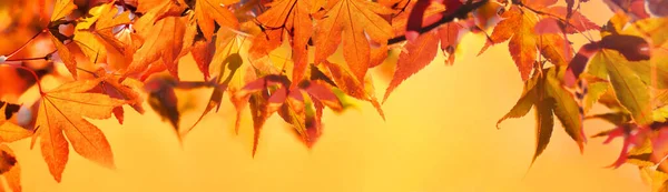 黄色の背景にあるカエデの紅葉のパノラマビュー — ストック写真