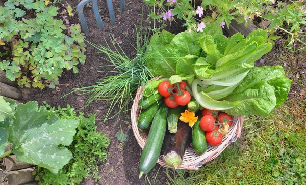 Verduras Frescas Una Canasta Mimbre Jardín — Foto de Stock