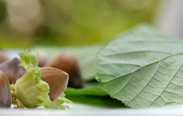 Hazelnut segar — Stok Foto