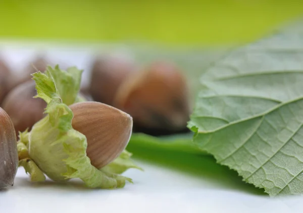 Hazelnut segar — Stok Foto