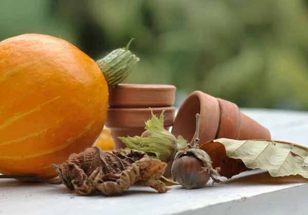 Gathering of hazelnut and pumpkin — Stock Photo, Image