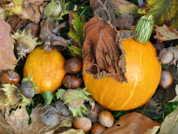 Dry leaves and pumpkin — Stock Photo, Image