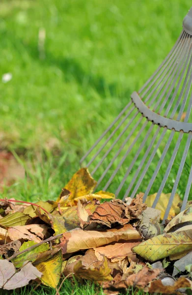 Çimenlerin üzerinde ölü yaprak — Stok fotoğraf