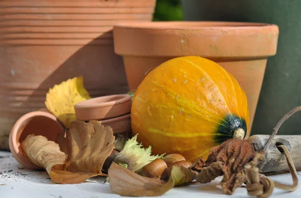 Gathering of hazelnut and pumpkin — Stock Photo, Image