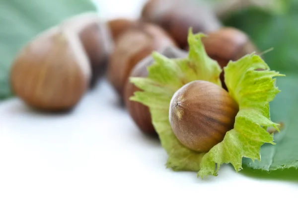 Hazelnut segar — Stok Foto