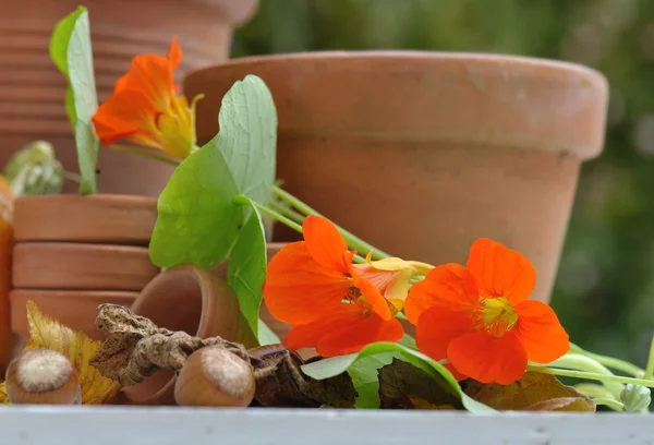 Nasturtium with terracotta pots — Stock Photo, Image