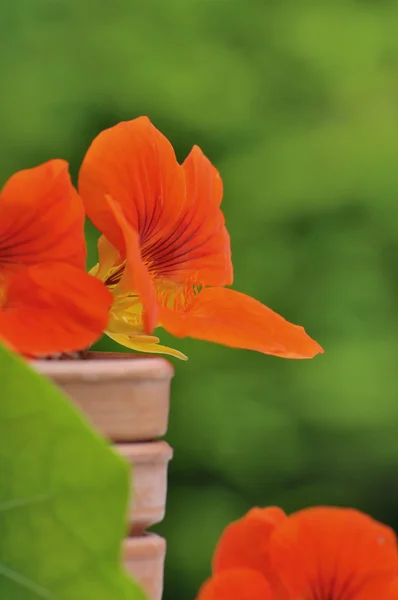 Pretty nasturtiums — Stock Photo, Image