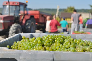 grape harvest  clipart