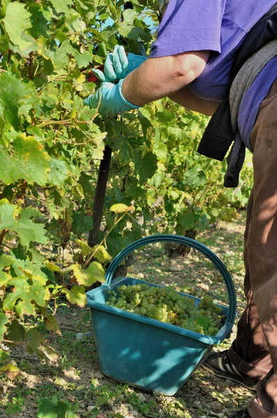 Colheita de uvas — Fotografia de Stock