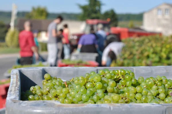 Grape harvest — Stock Photo, Image