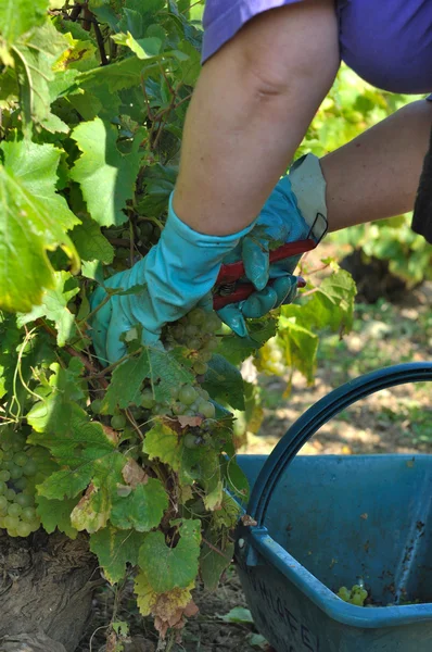 Grape harvest — Stock Photo, Image