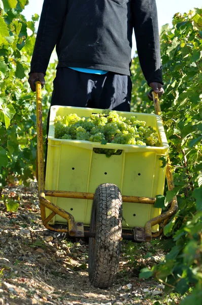 Grapes harvest — Stock Photo, Image